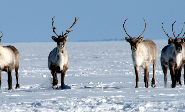 Photo for proposed management plans- NWT