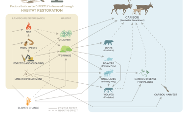 The Boreal Caribou Ecological Model