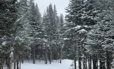 forest scene with snow on the ground
