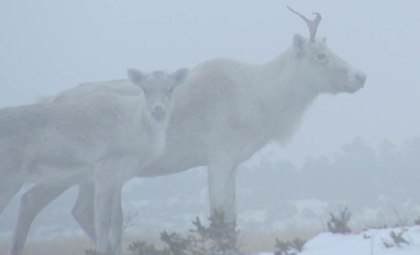 Caribou image