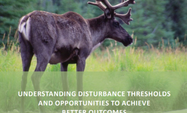 One caribou in forest clearing- cover of report- UNDERSTANDING DISTURBANCE THRESHOLDS AND OPPORTUNITIES TO ACHIEVE BETTER OUTCOMES FOR BOREAL CARIBOU IN CANADA: A PRIMER