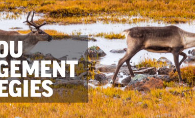Website cover-CaribouMgtStrategies