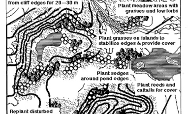 Revegetation strategies