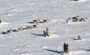 Image of caribou in snow from cover of draft report