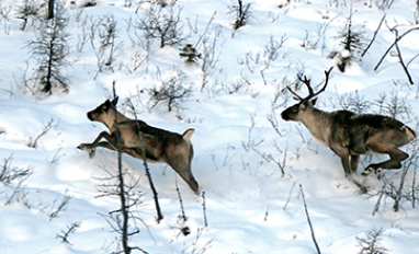Website photo for Caribou conservation engagement- 5 caribou running in snow 