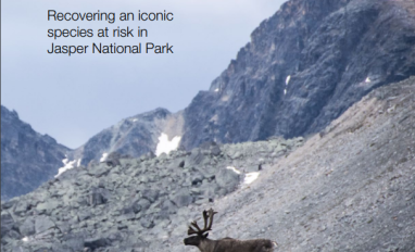 Cover of report- Caribou Comeback: Recovering an iconic species at risk in Jasper National Park, showing one caribou near mountains