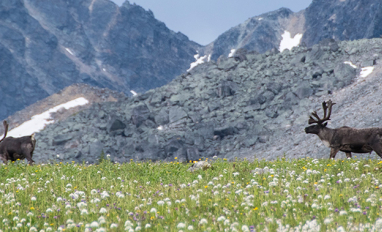 Two caribou in the Rocky Mtns