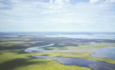 Landscape view of boreal forest and wetland habitat in the Northwest Territories