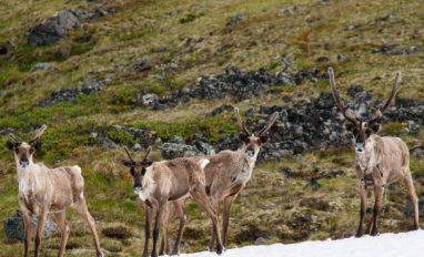 WCS report cover page