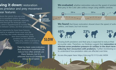 INFOGRAPHIC: Evaluating the impact of caribou habitat restoration on predator and prey movement