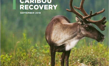 Cover page of report