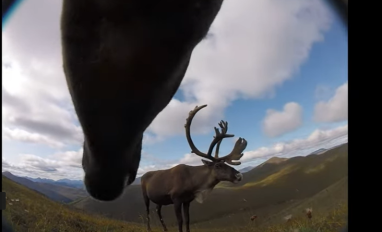 View of underside of caribou head (from collar camera), and another caribou in profile