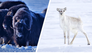 Report cover featuring photos of a muskox herd, and a young caribou, both in the snow