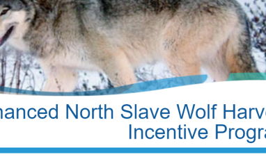 1 Wolf in snow, image from program website