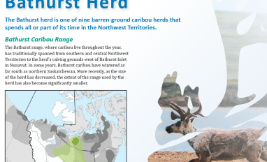 Fact sheet cover with paragraph about the Bathurst Caribou Herd, range map, and photo of 1 caribou