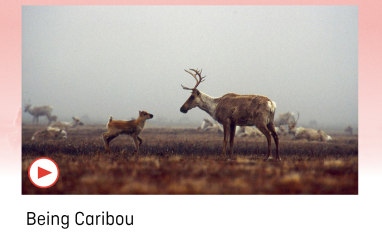 Adult and young caribou looking at each other on the tundra