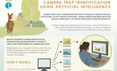 MegaDetector infographic snapshot