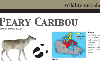 Cover of fact sheet with image of 1 caribou, a hoof print, and a range map in Arctic Canada