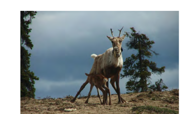 Photo of a mother caribou and baby nursing in a sparsely treed environment
