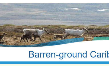 Image of two mature caribou and three young caribou walking on the tundra