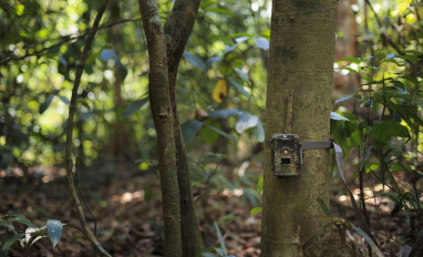 wildlife camera trap