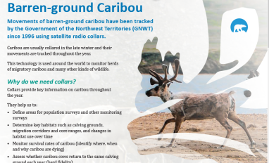 Fact sheet cover with title, and caribou photo within a stylized caribou antler profile