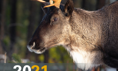 RICC 2021 Annual Report Cover Page Featuring Boreal Caribou