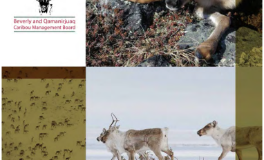 A report cover showing 5 images- a caribou calf, 2 caribou adults in the snow, an aerial photo of a herd of caribou, and the logo of the Beverly and Qamanirjuak Caribou Management Board 