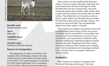 Fact sheet that is mainly text, with a photo of a caribou walking on the tundra in the top left corner