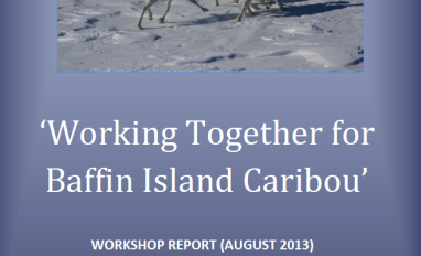 Three caribou walking in the snow centred in a blue report cover