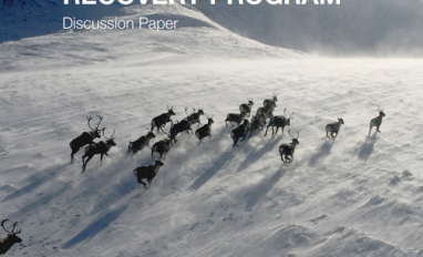 Provincial Caribou Recovery Program Discussion Paper Report Cover - herd of caribou running across a snowy mountain landscape