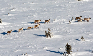 Image of a herd of boreal caribou travelling across a snowy landscape.