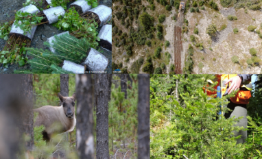 Report cover image showing a collage of four images, top left shows tree seedlings to be planted, the top right shows an aerial view of a linear feature being restored, bottom right shows a practitioner standing among some young growing trees and the  left bottom image shows a caribou.