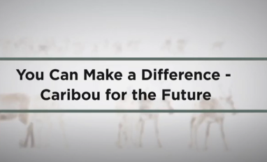 Washed out image of caribou standing in snowy background