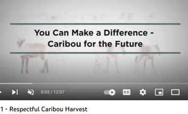 Text 'You Can Make a Difference- Caribou for the Future' is written above a washed out photo of caribou in the snow.
