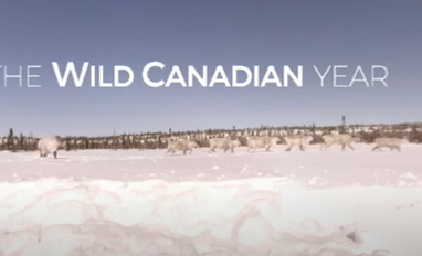 Text 'Wild Canadian Year' written over photo of caribou in the snowy tundra