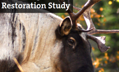 Madziih (caribou) Tsáá? ché ne dane - Traditional Knowledge and Restoration Study