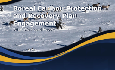 Boreal Caribou Protection and Recovery Plan Engagement - What We Heard Report Report Cover