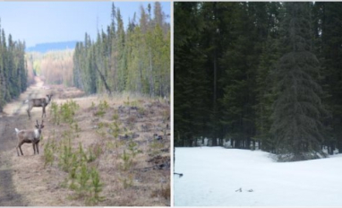 Caribou and wolf on seismic lines