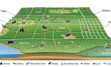 Anthropogenic features are expected to affect the suite of mammal species in the northeast boreal forest