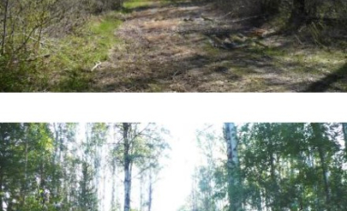 Bare and open seismic lines