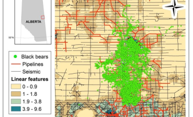 Black bears in Cold Lake