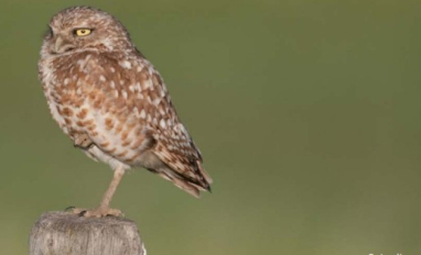 Burrowing owl