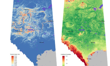 Canada warbler density