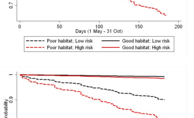 Predicted seasonal survival rates according to varying conditions of high and low resource selection probabilities (i.e., habitat) and wolf predation risk for adult female woodland caribou survival