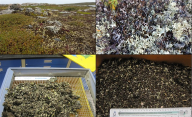 Arctic crusts for restoration