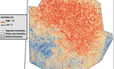 Grizzly bear mortality risk