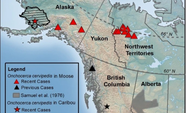 Parasites in moose and caribou