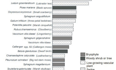 Peatland species in plots