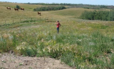 Seeded grassland wellsite
